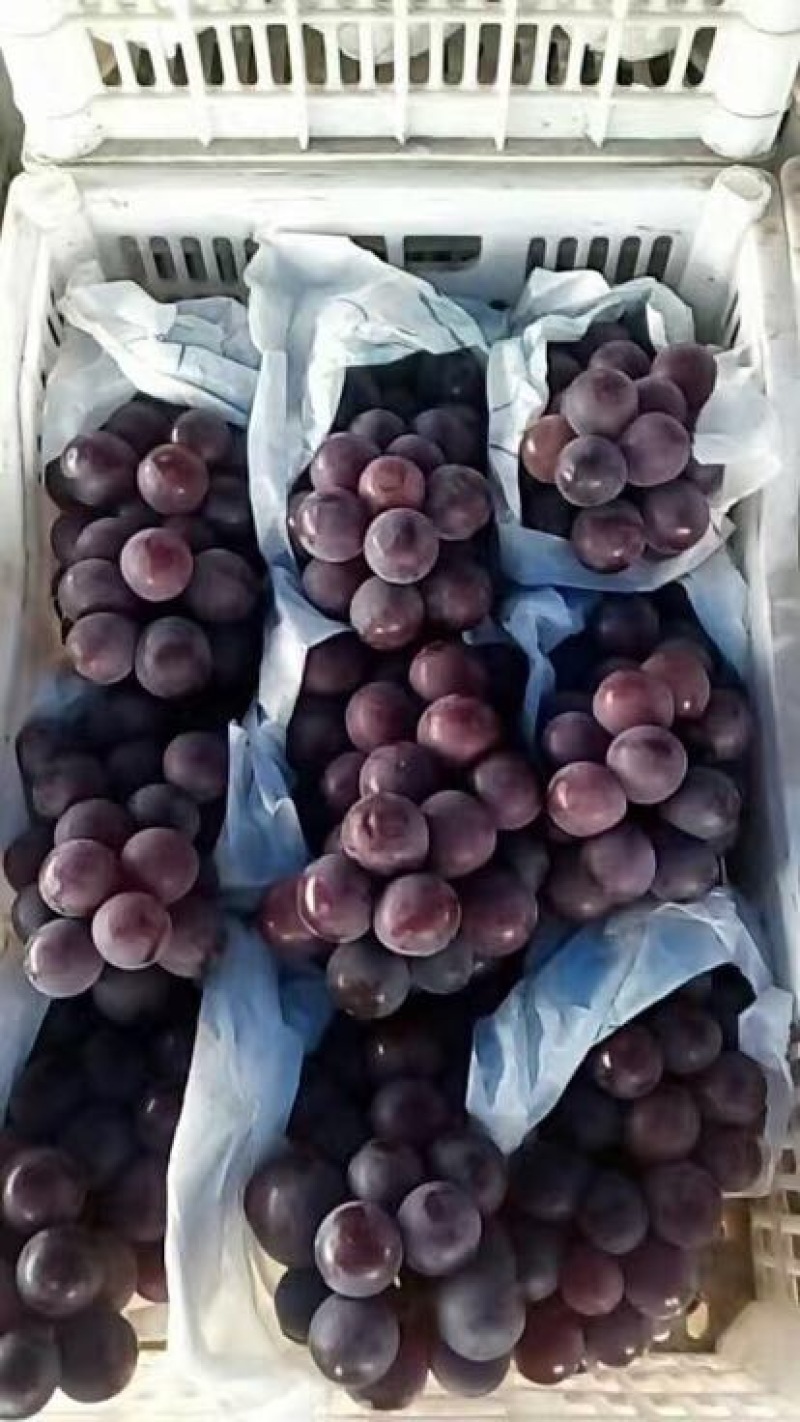 户太八号优质葡萄品质好价位低货发全国欢迎来电