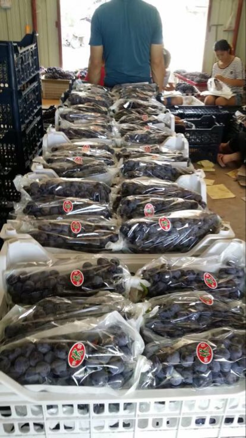 户太八号优质葡萄品质好价位低货发全国欢迎来电
