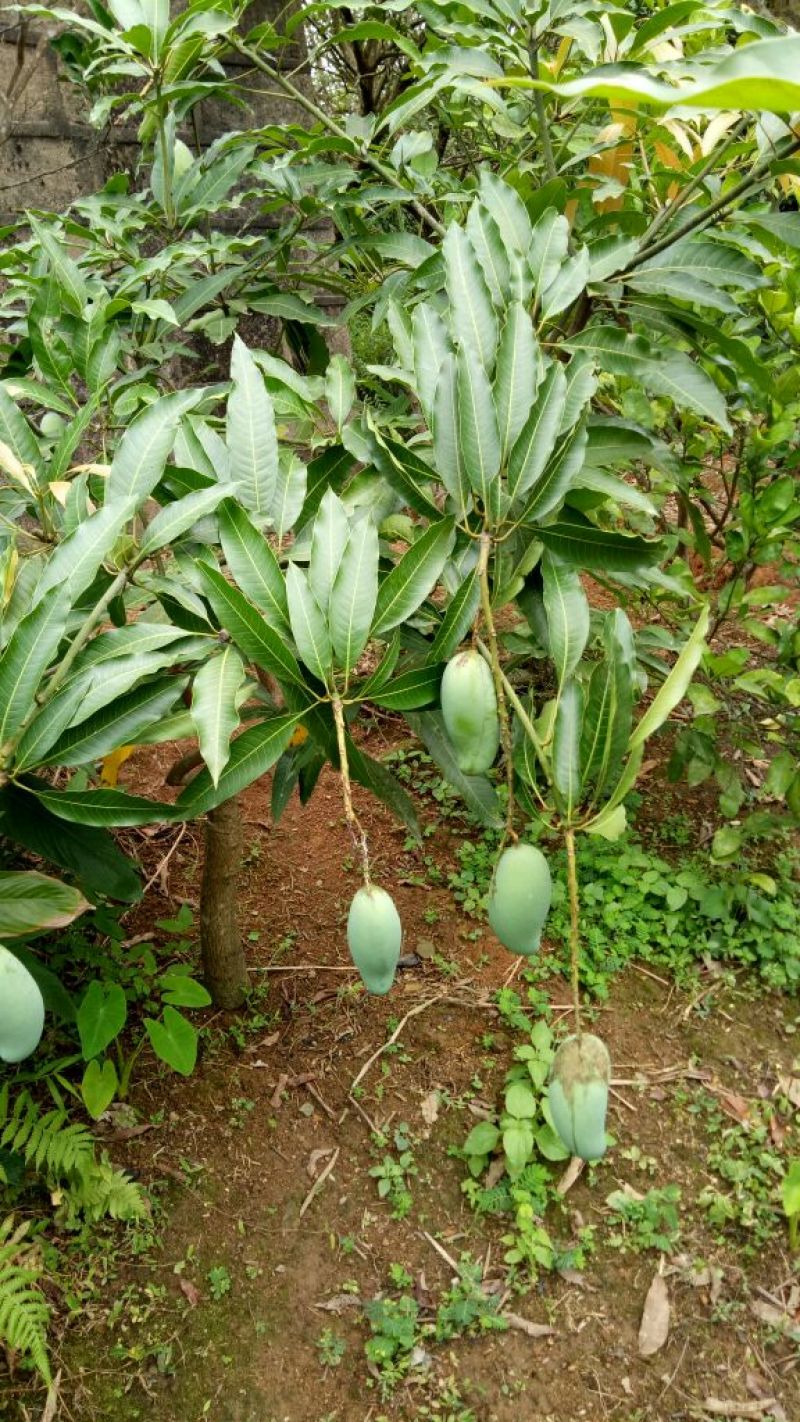 芒果树