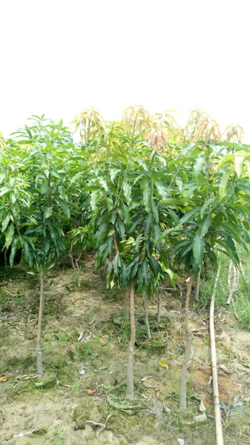 芒果树