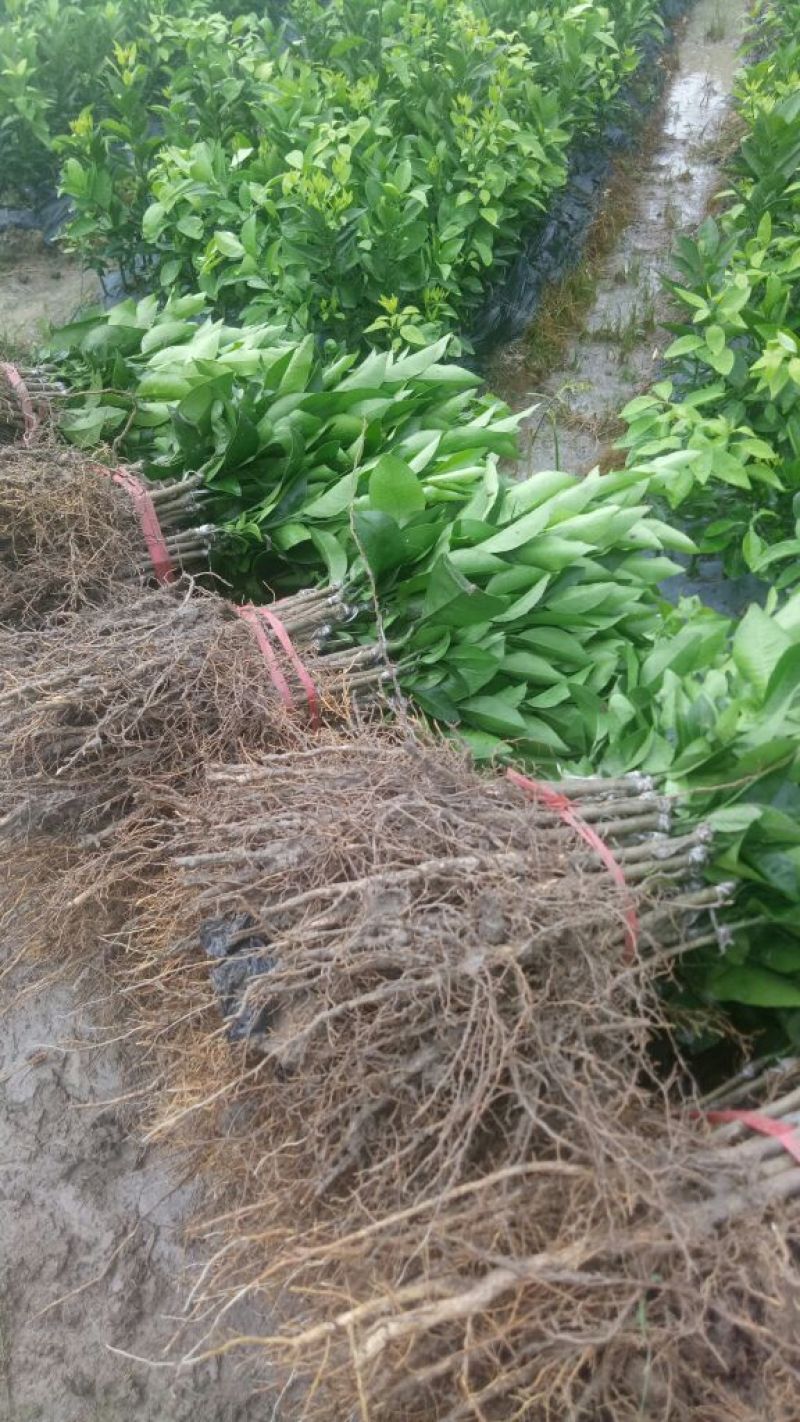 芒果树