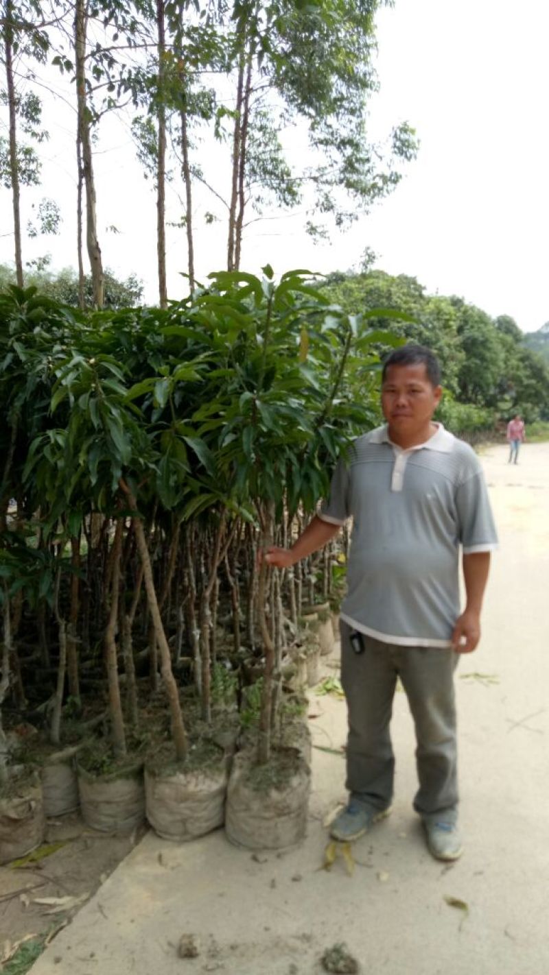 芒果树
