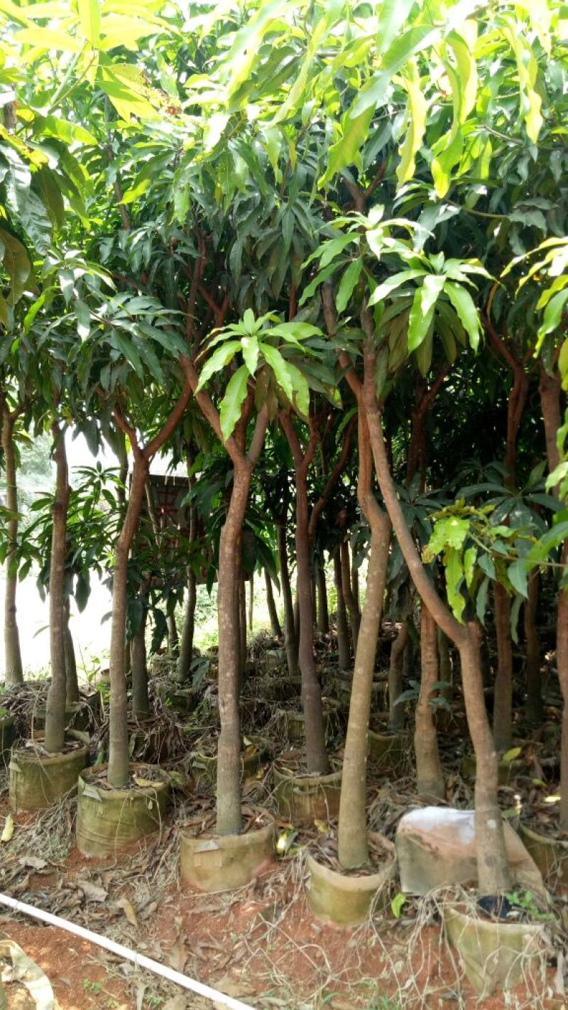 芒果树