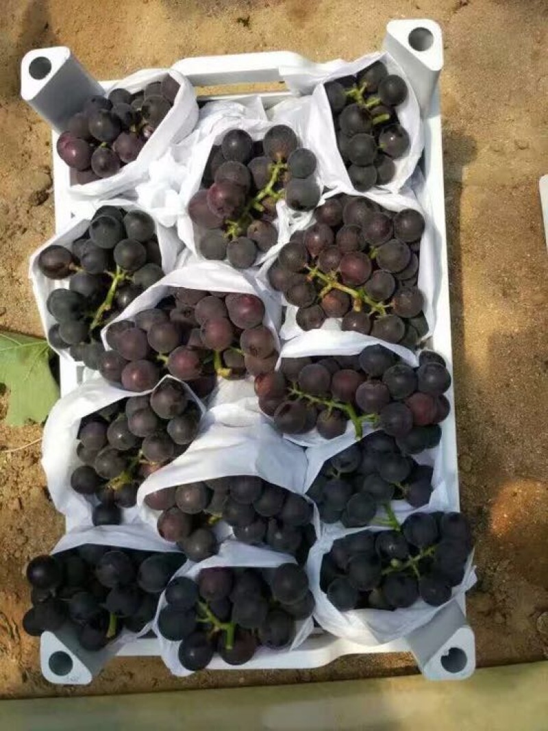 户太八号优质葡萄品质好价位低货发全国欢迎来电