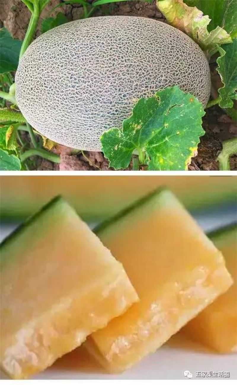 西州蜜瓜5斤以上长圆形