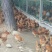 阉鸡苗脱温苗500克以上雄