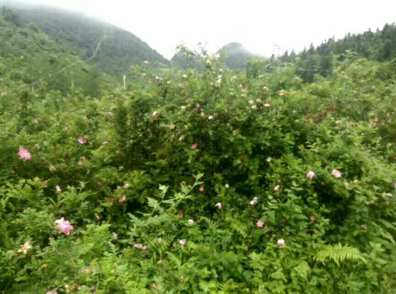 刺梨鲜