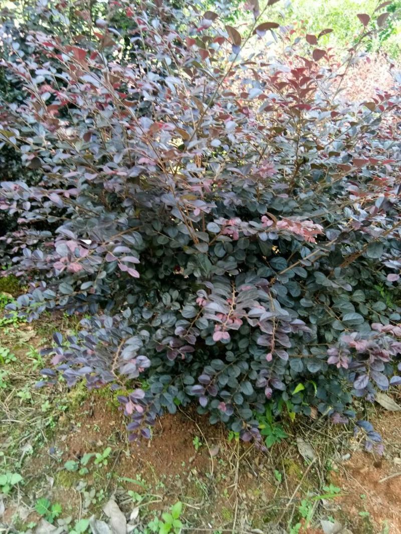 红花继木2~4cm4cm以下0.5~1米