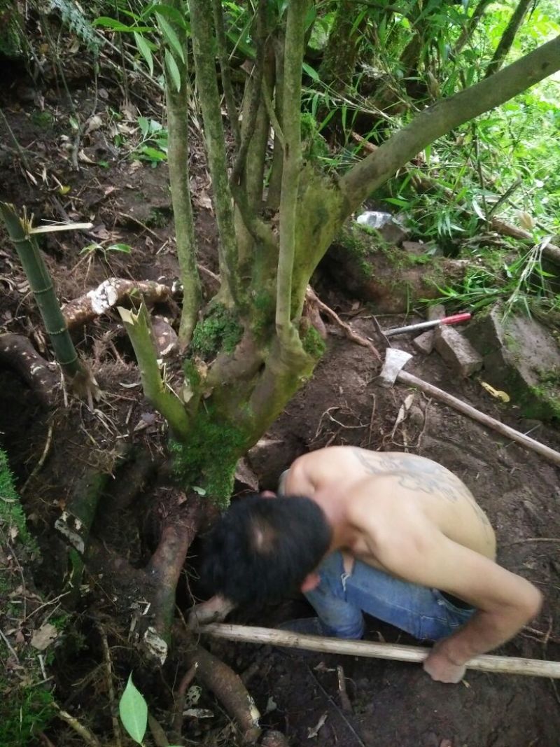 山茶树20cm以上20cm以上1~1.5m