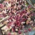 红菇2018年新采的红菇