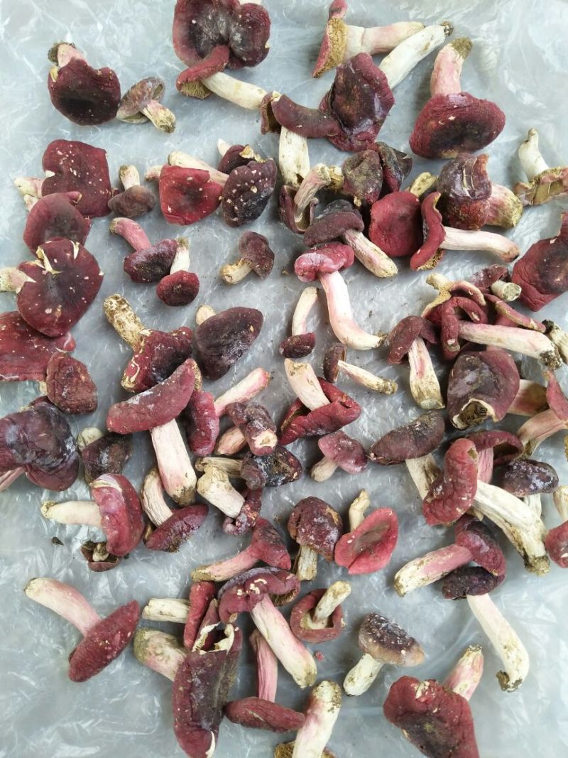 红菇2018年新采的红菇