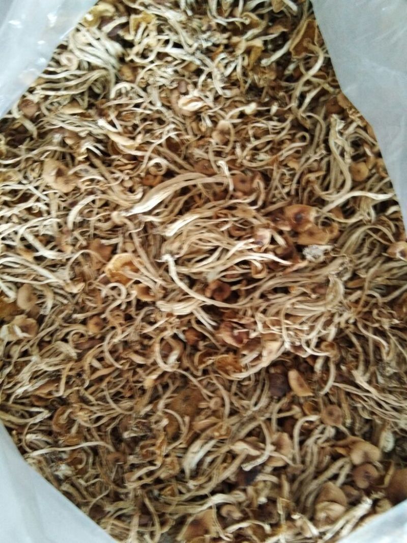 广昌茶树菇开伞干茶薪菇干货新鲜特级非野生19年新