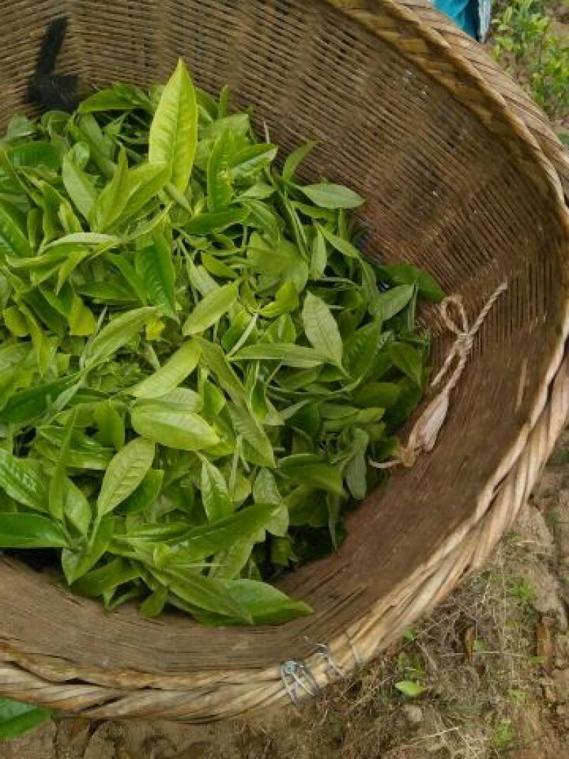 普洱茶一级