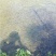 黑鱼1~2斤