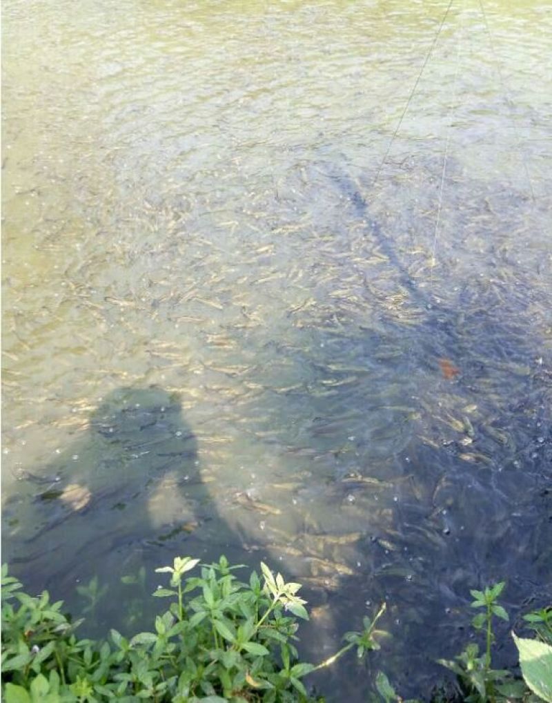黑鱼1~2斤