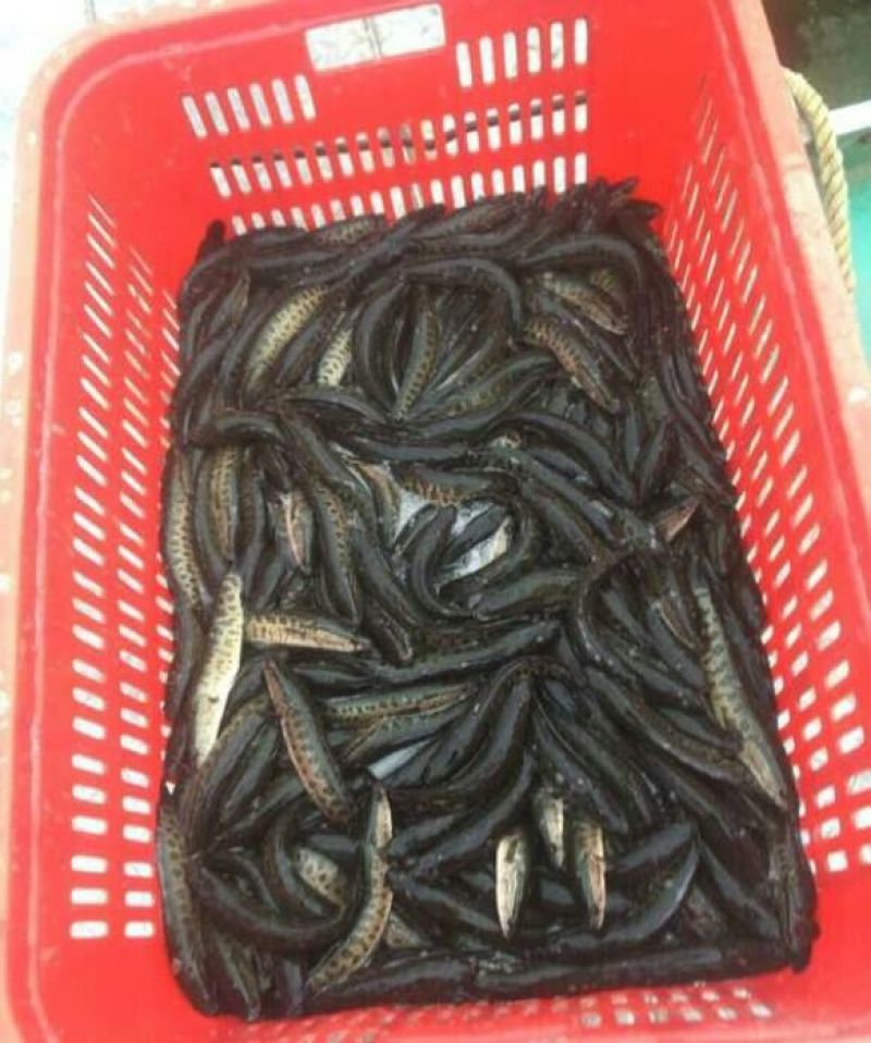 黑鱼1~2斤