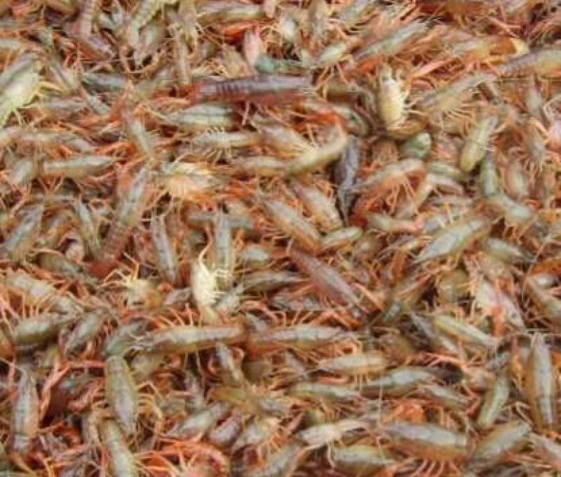 龙虾苗送货上门货到付款