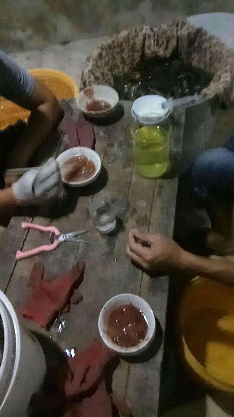 龙虾苗送货上门货到付款