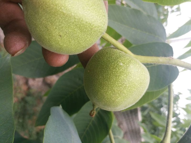 麻核桃40mm以上青皮湿