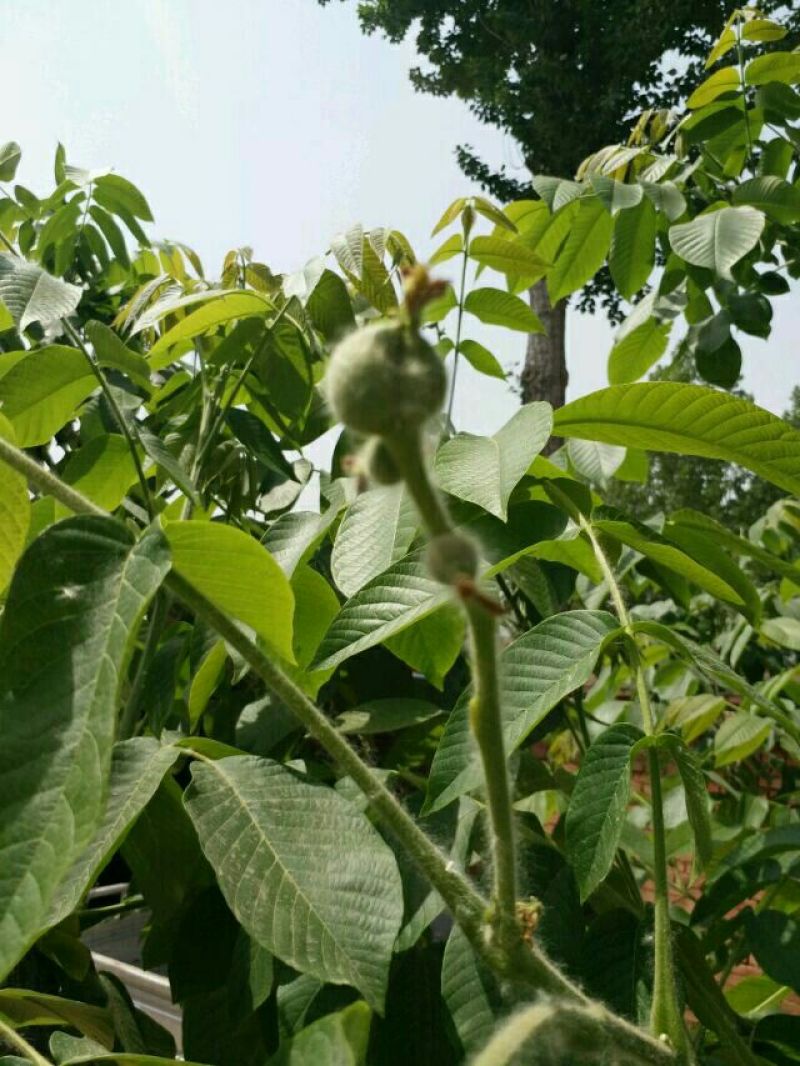 麻核桃40mm以上青皮湿
