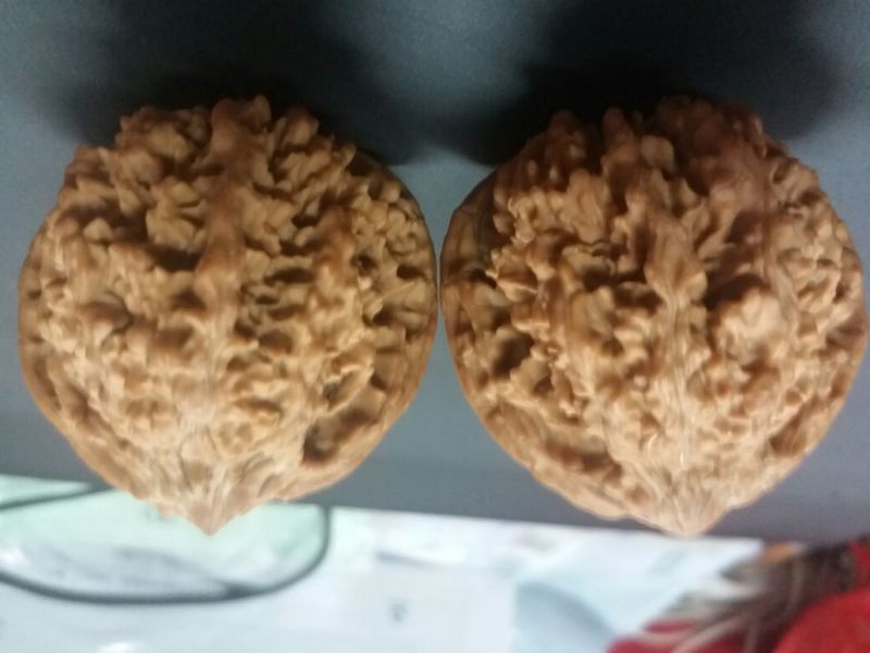 麻核桃40mm以上青皮湿