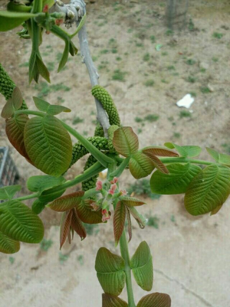 麻核桃40mm以上青皮湿