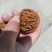 麻核桃40mm以上青皮湿