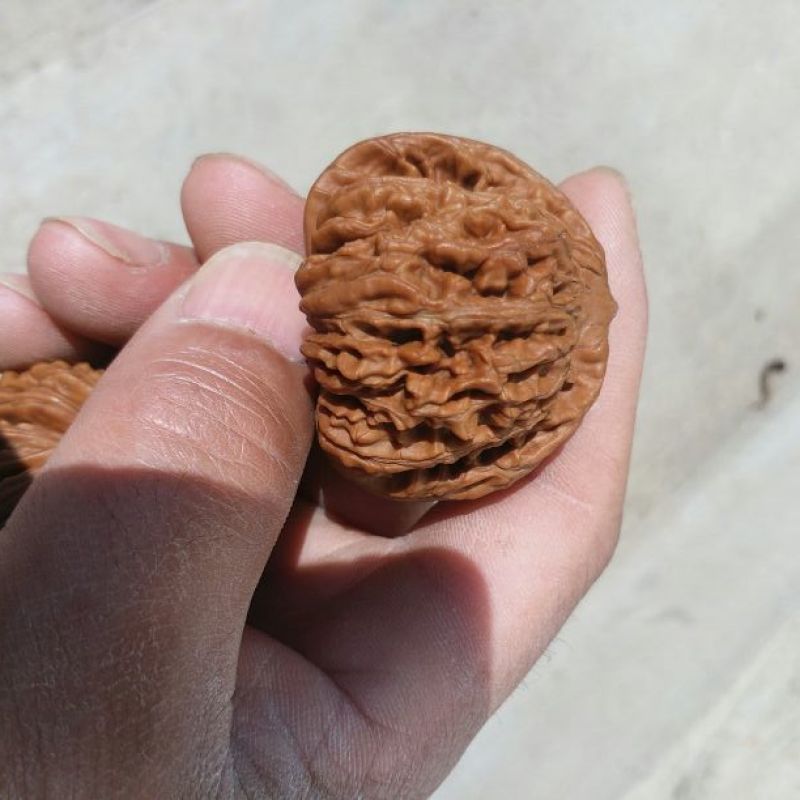 麻核桃40mm以上青皮湿