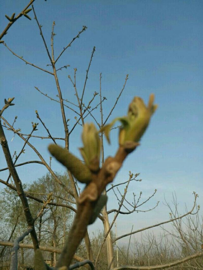 麻核桃40mm以上青皮湿