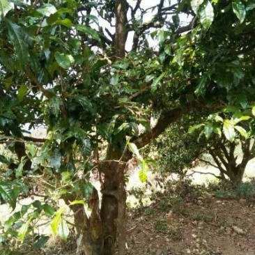 百年大树茶二级