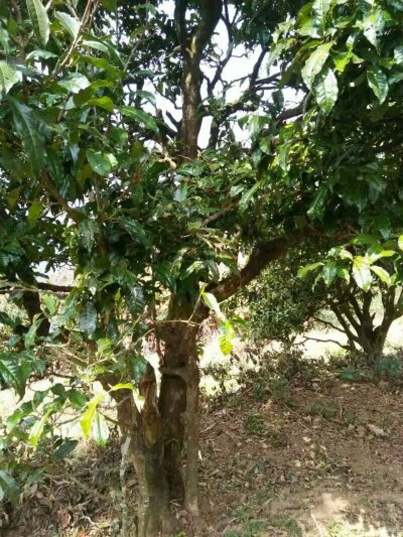 百年大树茶二级