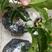 百香果苗，黄金百香果、紫香百香果盆栽50~80cm