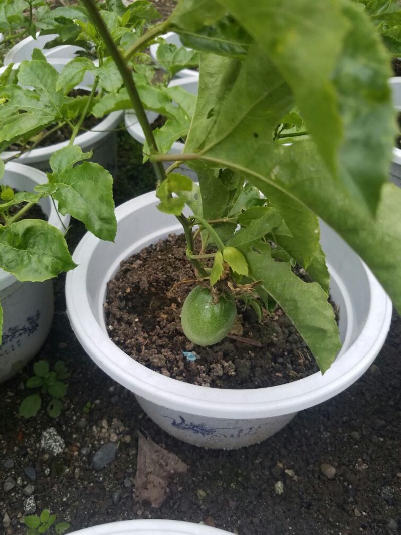 百香果苗，黄金百香果、紫香百香果盆栽50~80cm