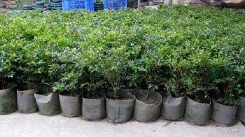 嘉宝果树苗4年