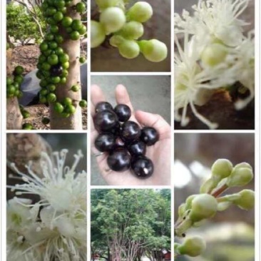 嘉宝果树苗4年