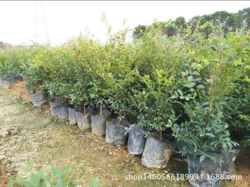 嘉宝果树苗4年