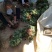 达赛草莓苗：红颜草莓苗，苗圃现挖，苗保鲜发货成活率高