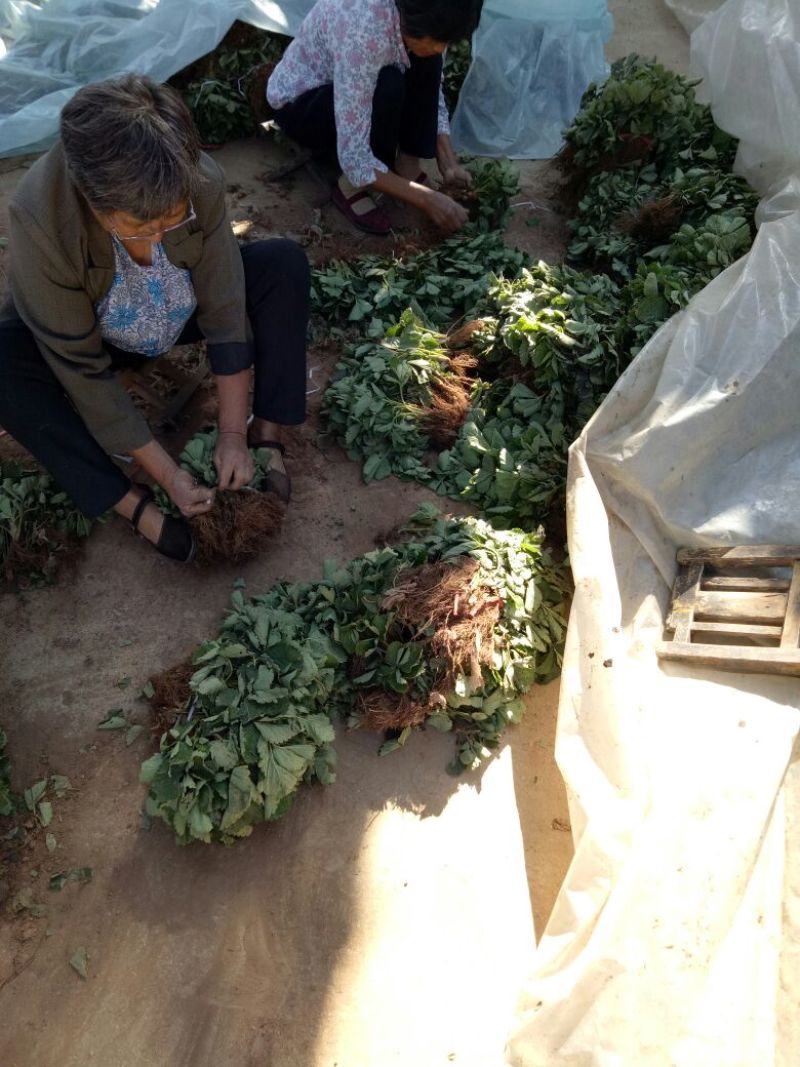 达赛草莓苗：红颜草莓苗，苗圃现挖，苗保鲜发货成活率高