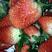 自家苗圃红颜草莓苗，视频看苗保鲜发货成活率高