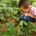 达赛草莓苗：红颜草莓苗，苗圃现挖，苗保鲜发货成活率高
