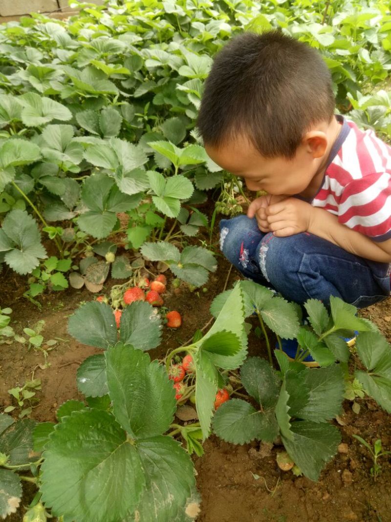 达赛草莓苗：红颜草莓苗，苗圃现挖，苗保鲜发货成活率高