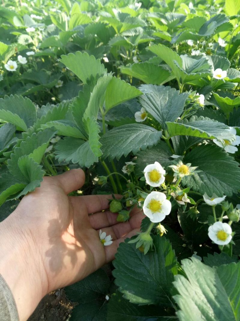 达赛草莓苗：红颜草莓苗，苗圃现挖，苗保鲜发货成活率高