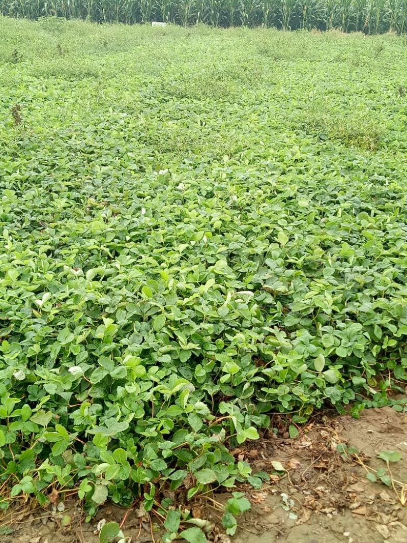 达赛草莓苗：红颜草莓苗，苗圃现挖，苗保鲜发货成活率高