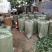 达赛草莓苗：红颜草莓苗，苗圃现挖，苗保鲜发货成活率高