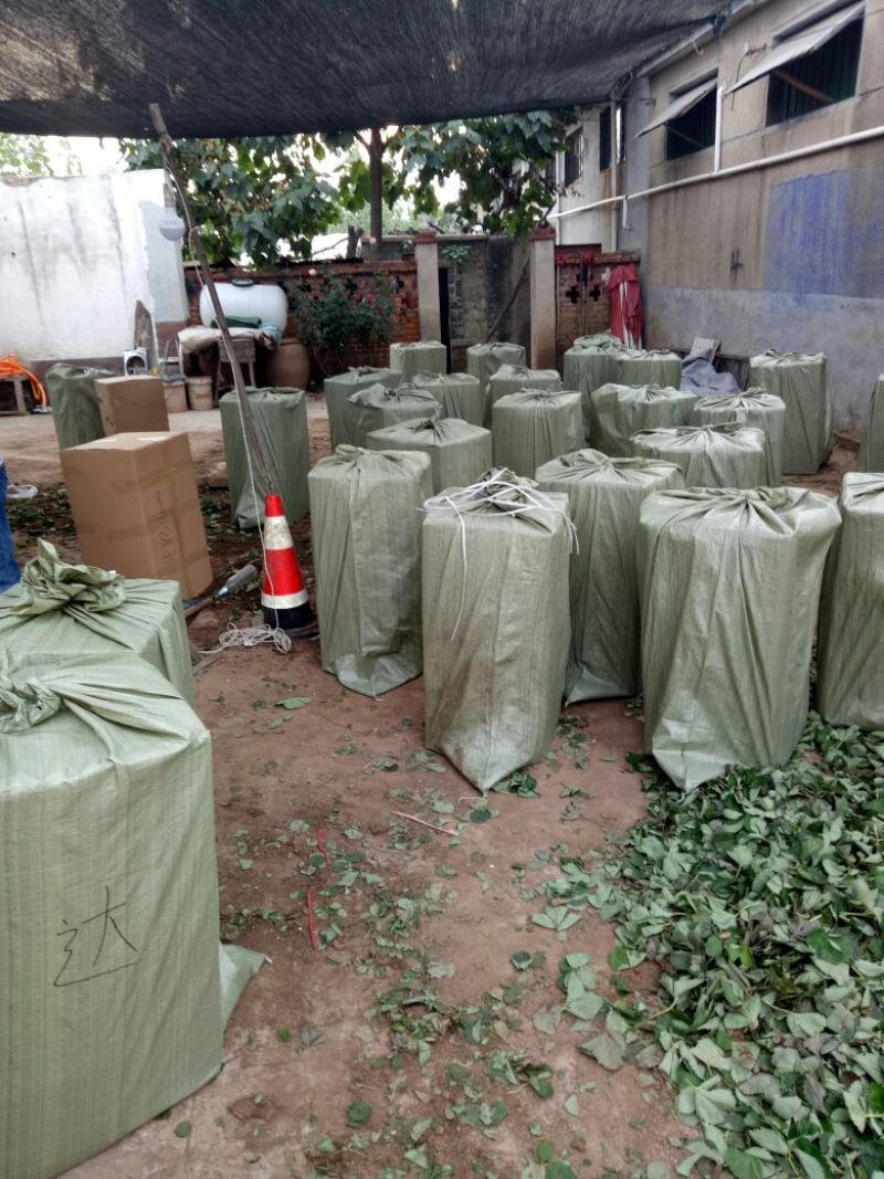 达赛草莓苗：红颜草莓苗，苗圃现挖，苗保鲜发货成活率高