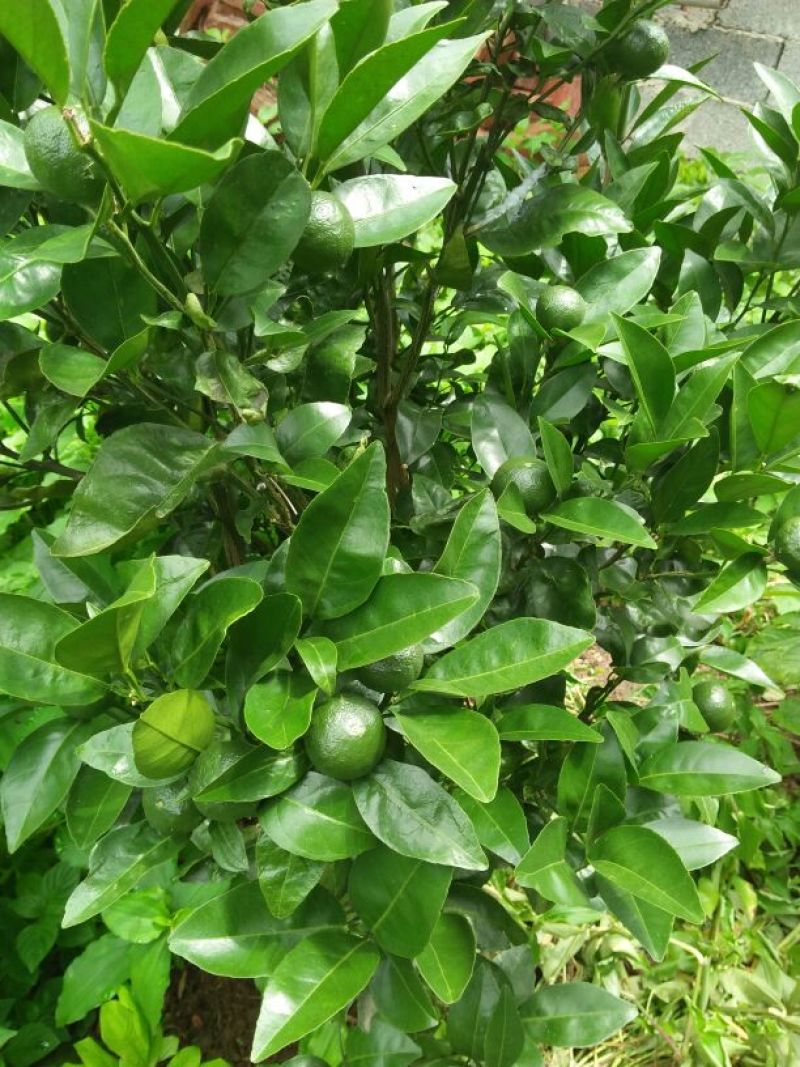 橘子树红橘苗，