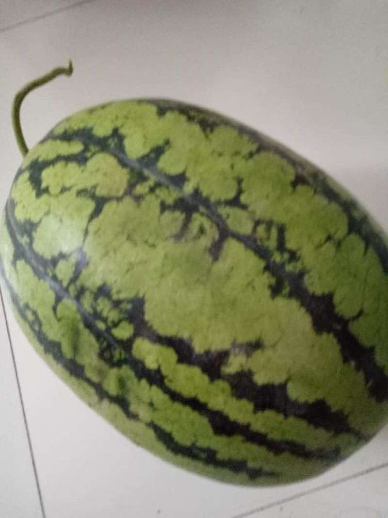 西农8号西瓜10斤打底8成熟1茬