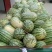 西农8号西瓜10斤打底8成熟1茬