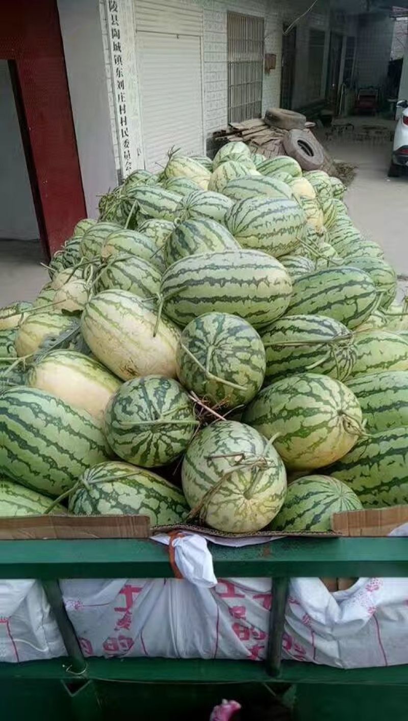 西农8号西瓜10斤打底8成熟1茬