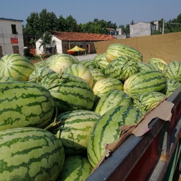 西农8号西瓜10斤打底8成熟1茬